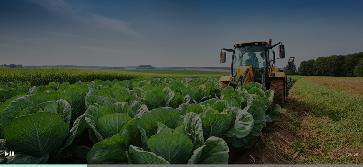 Cabbage field with rows of green plants and a yellow tractor in the background, symbolizing agriculture, crop production, and farming technology