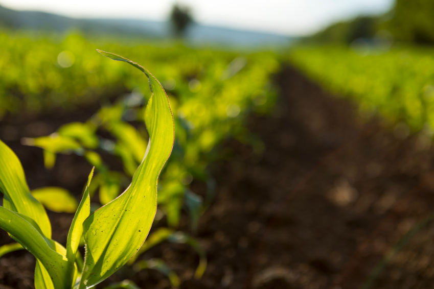 Young green plant sprouting in fertile soil, symbolizing agriculture, plant growth, and sustainable farming