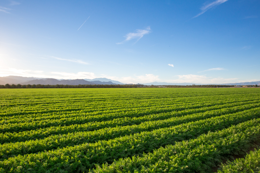 Vast agricultural field with rows of green crops, mountains in the background, and blue sky, symbolizing modern farming and sustainability