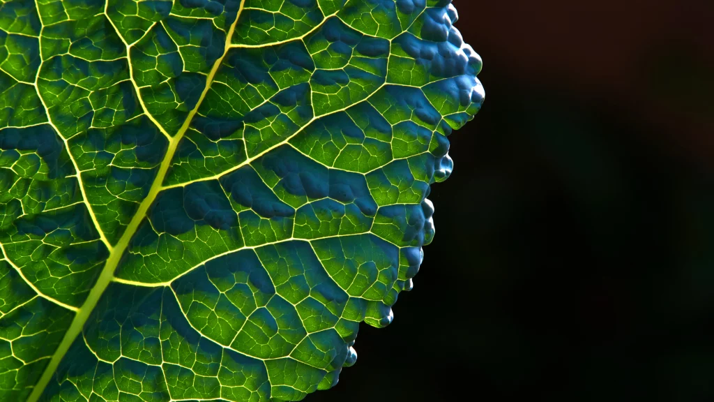 Close-up of a green leaf showing illuminated veins and natural texture, highlighting plant anatomy and organic patterns