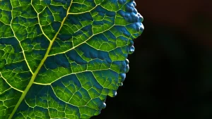 Close-up of a green leaf showing illuminated veins and natural texture, highlighting plant anatomy and organic patterns