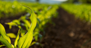 Agriculture Agriculture