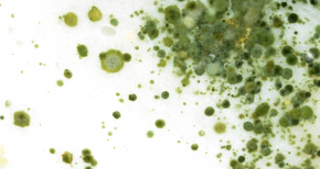Biocides (2) Biocides (2)