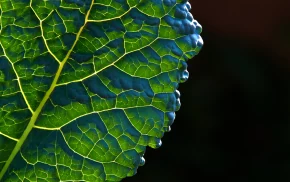 Close-up of a green leaf showing illuminated veins and natural texture, highlighting plant anatomy and organic patterns